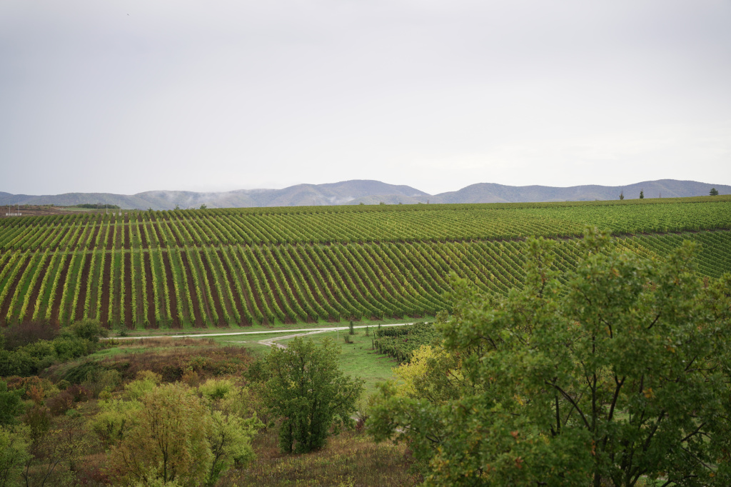 «Пари», Шумринка