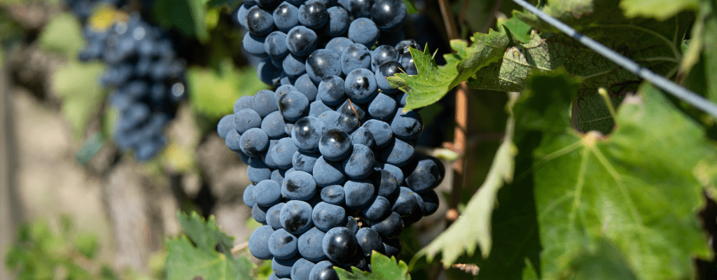 Монтепульчано сорт