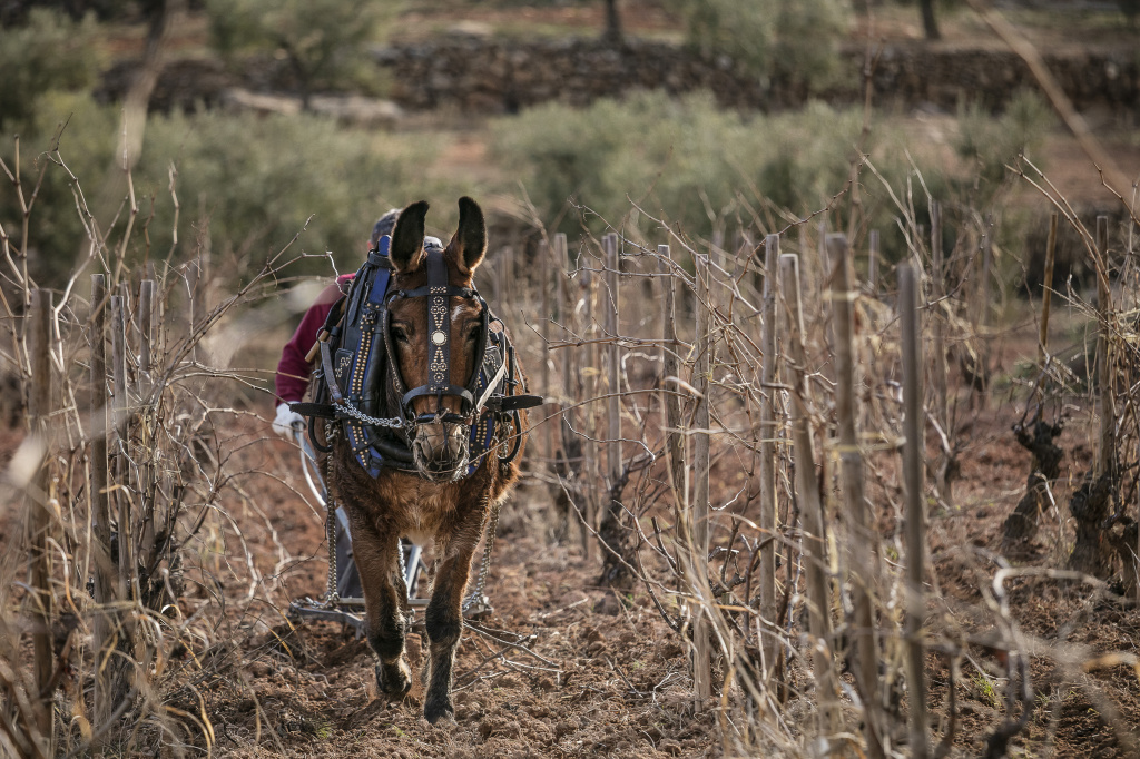 Приорат. Виноградники