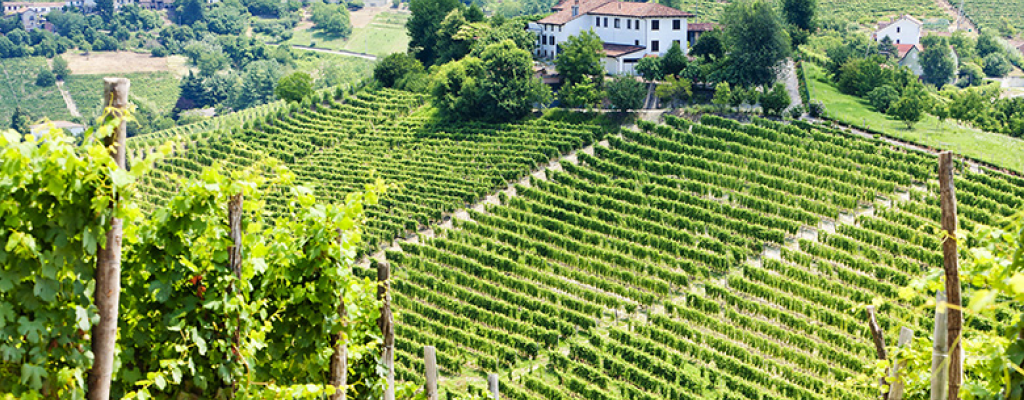 Виноградники Asti