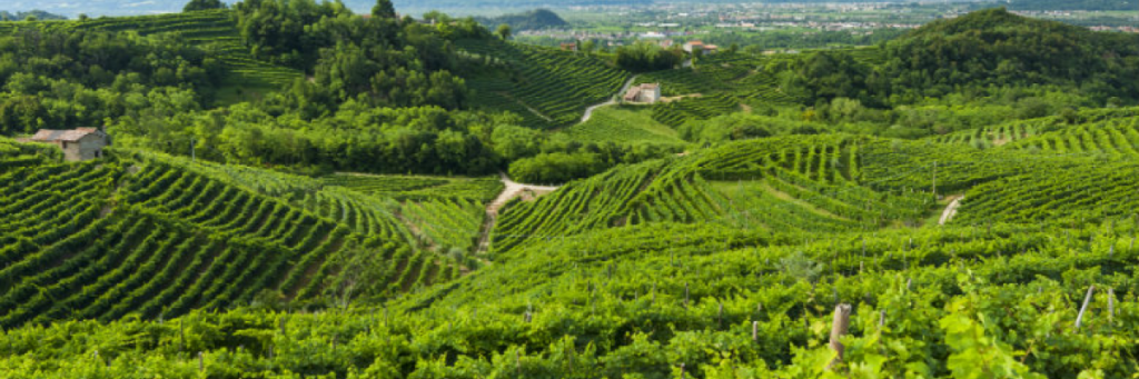 Виноградники Valdobbiadene