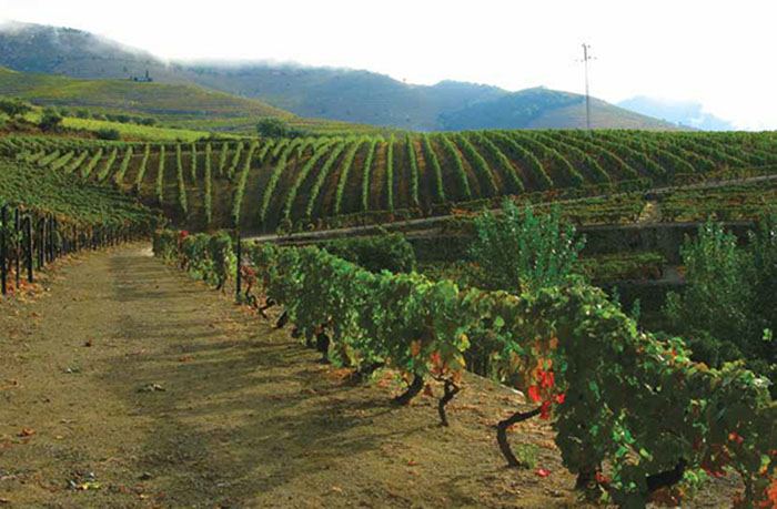 Симингтоново хозяйство