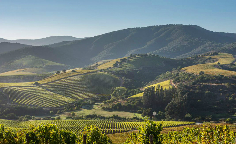 Виноградники долины Аконкагуа