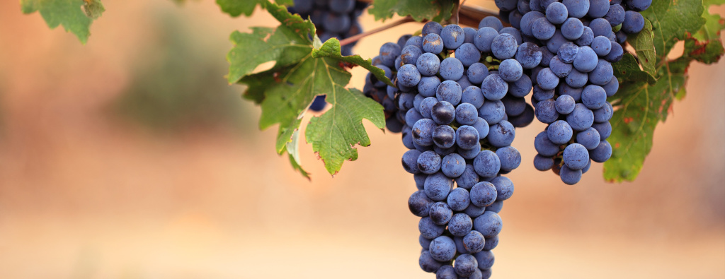 Альтернативные сорта и зоны производства