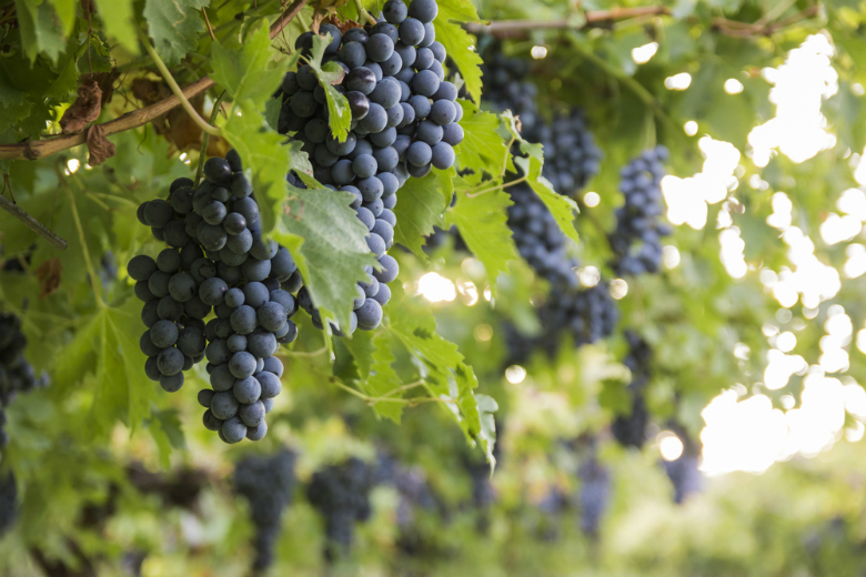 Виноград сорта зинфандель