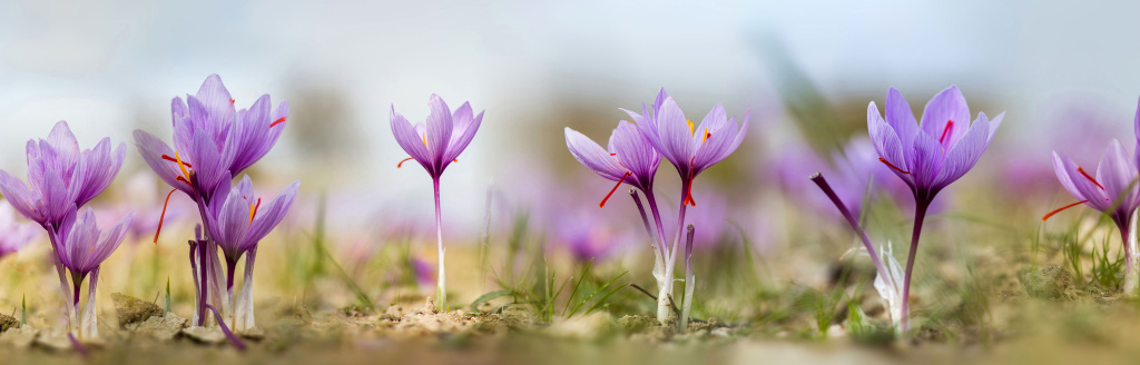 Запах шафрана