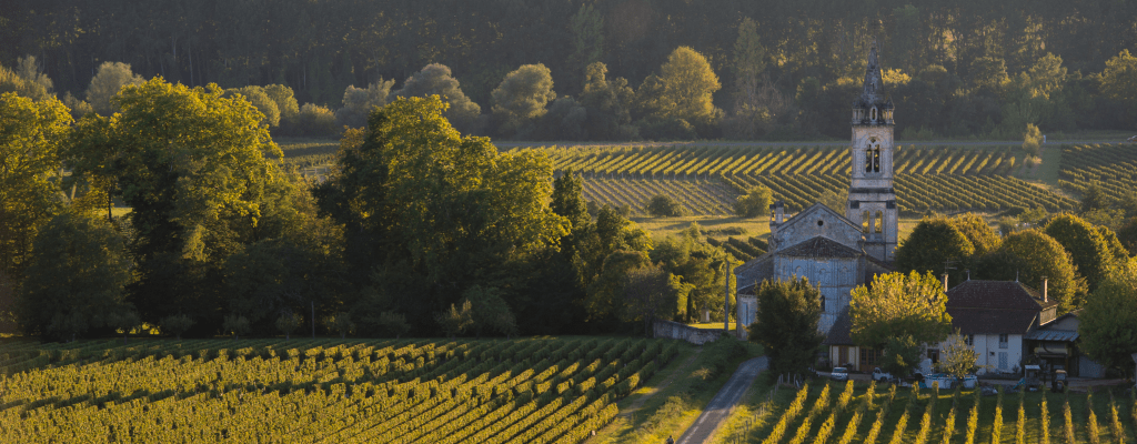 В каких винах искать ботритис