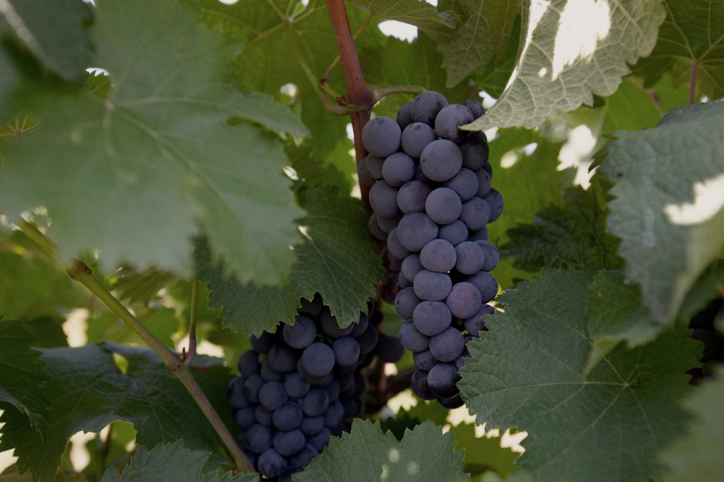 Про стиль, сорта и подход Binekhi