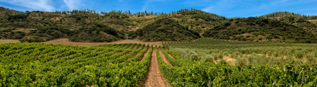 Белая риоха