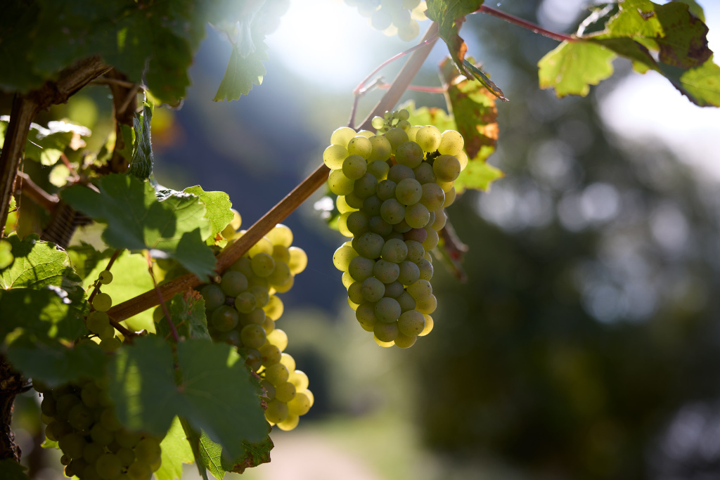 Интервью с виноделом Ником Вайсом