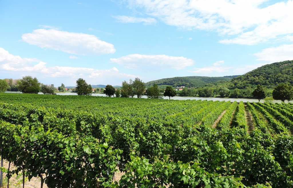 Как узнать грюнер в бокале