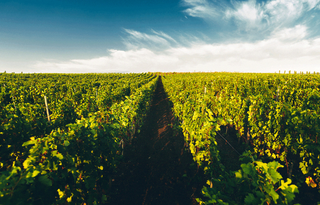 Виноградники