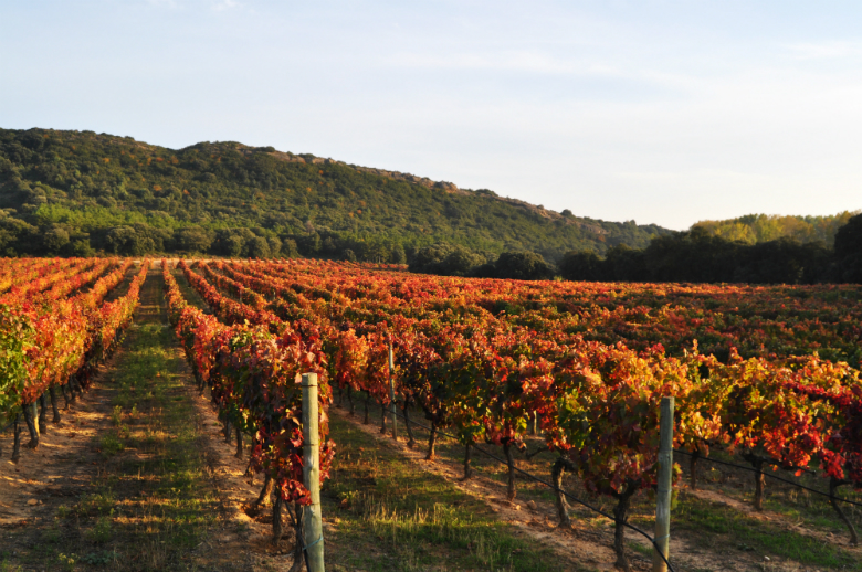 Виноградники Chivite