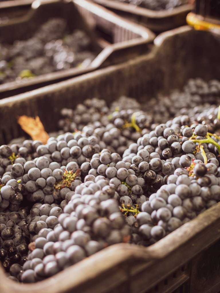 К 100-летию пинотажа