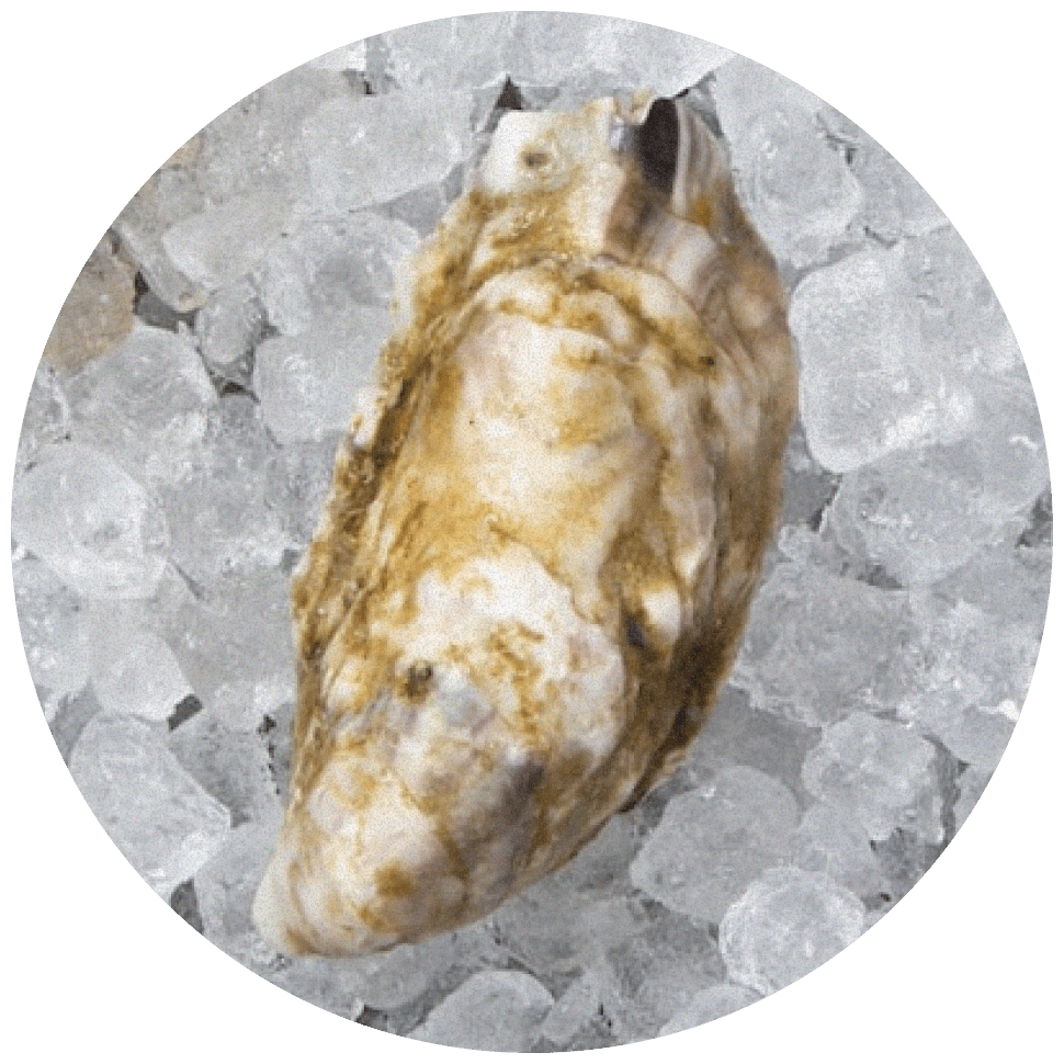 Розовая Джоли (Pink Jolie)